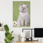 Poster de chaton Ragdoll avec arrière - plan vert (Bureau à domicile)