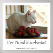 Poster de chats et de fraises ! (Devant)