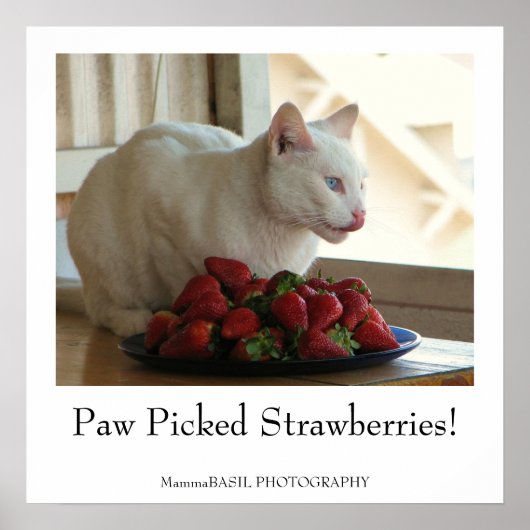 Poster de chats et de fraises ! (Devant)