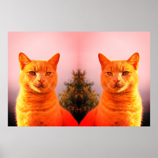 poster de chats jumeaux Merlin et Ange (Devant)