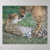 Poster de Cheetah (Devant)