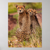 Poster de Cheetah (Devant)