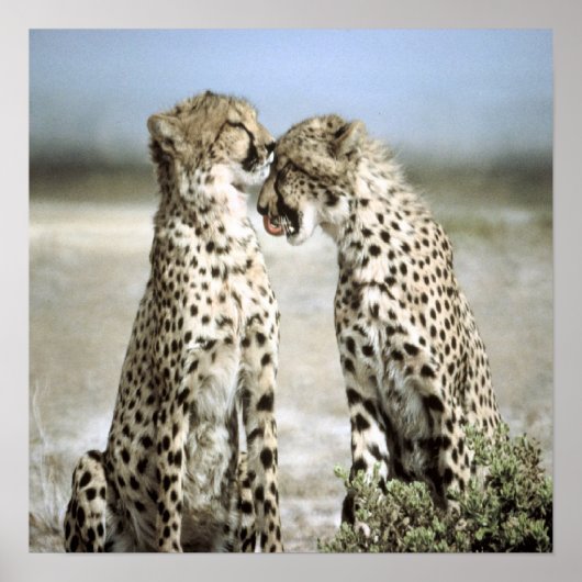 Poster de Cheetah (Devant)