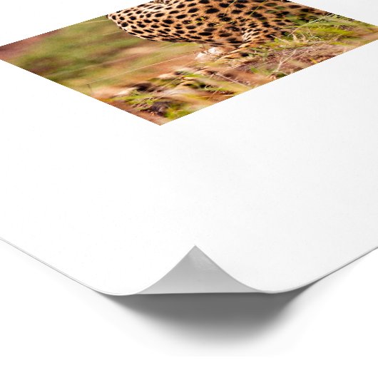 Poster de Cheetah (Coin)