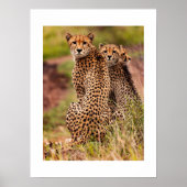 Poster de Cheetah (Devant)