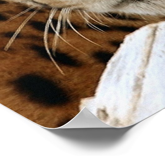 Poster de Cheetah (Coin)