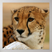 Poster de Cheetah (Devant)