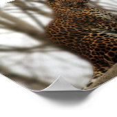 Poster de Cheetah (Coin)