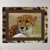 Poster de Cheetah (Devant)