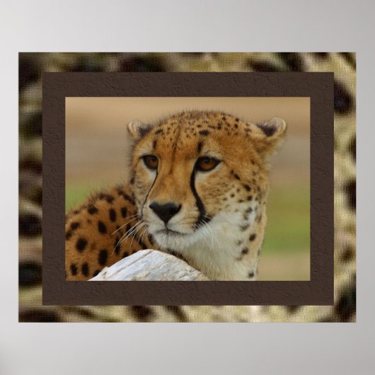Poster de Cheetah (Devant)