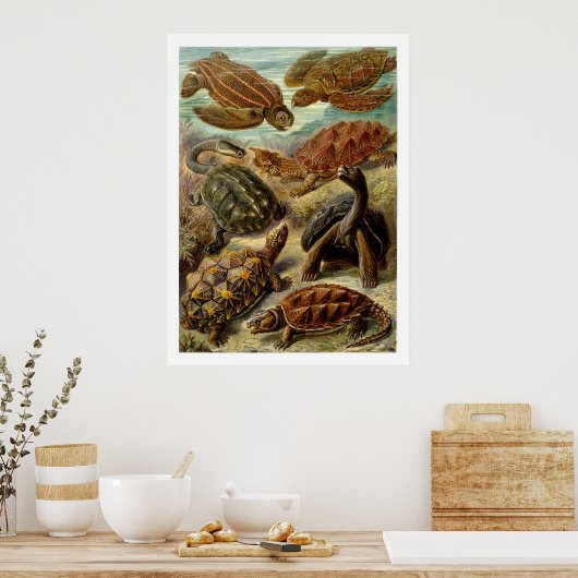 Poster de Chelonia (Cuisine)