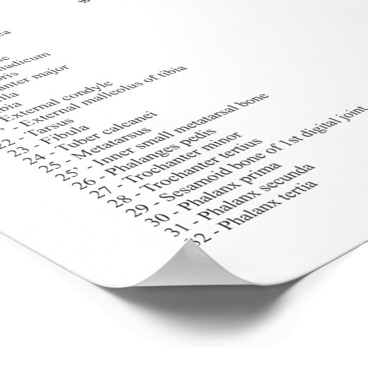 Poster de Cheval Anatomie Squelette (Coin)