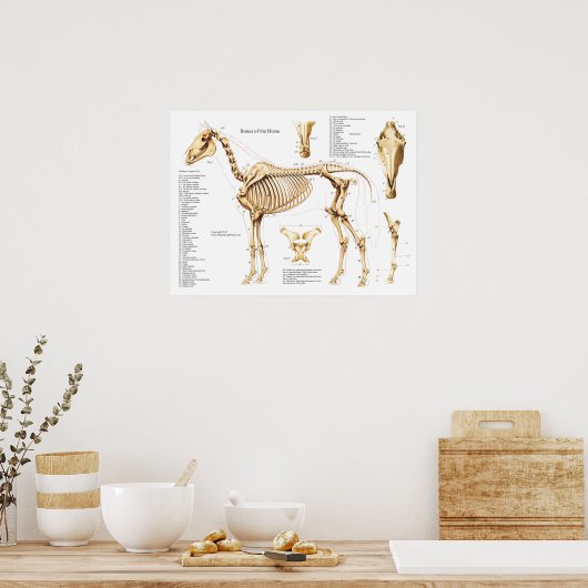 Poster de Cheval Anatomie Squelette (Cuisine)
