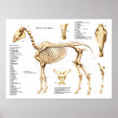 Poster de Cheval Anatomie Squelette (Devant)