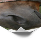 Poster de Cheval de Châtaigne (Coin)