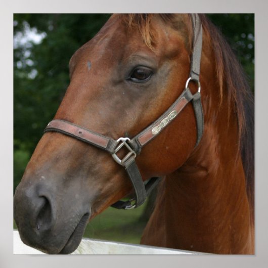 Poster de Cheval de Châtaigne (Devant)