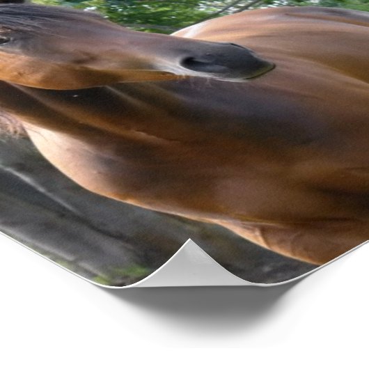 Poster de Cheval Thoroughbred Bay Imprimer (Coin)