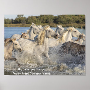 Poster de Chevaux blancs de Camargue dans l'eau