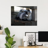 Poster de chèvre (Bureau à domicile)