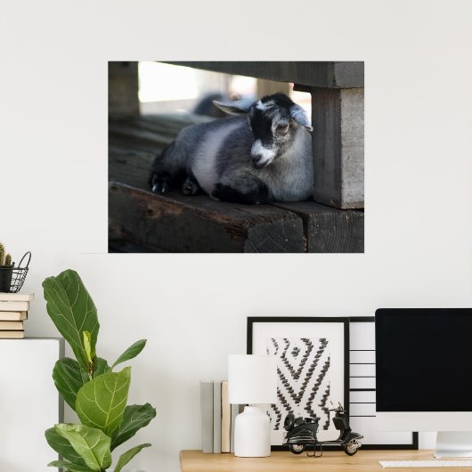 Poster de chèvre (Bureau à domicile)