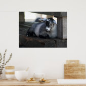 Poster de chèvre (Cuisine)