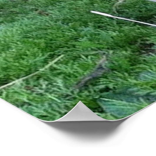 Poster de chèvre (Coin)