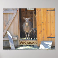Poster de chèvre