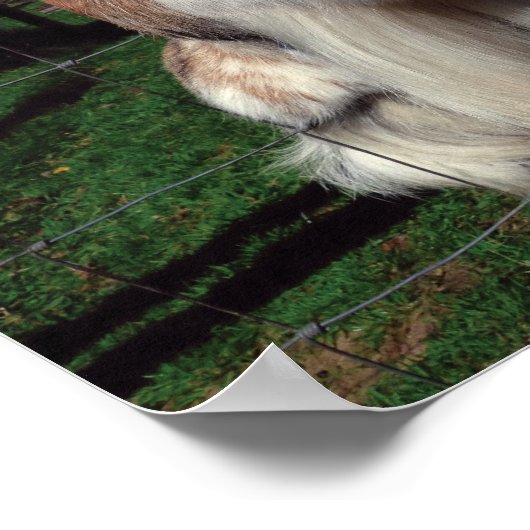 Poster de chèvre (Coin)