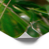 Poster de chèvre de bébé (Coin)