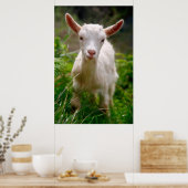 Poster de chèvre de bébé (Cuisine)