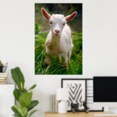 Poster de chèvre de bébé (Bureau à domicile)