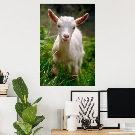 Poster de chèvre de bébé (Bureau à domicile)