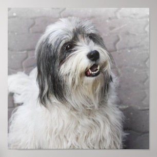 Poster de chien