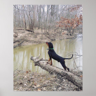 Poster De Chien À La Rivière
