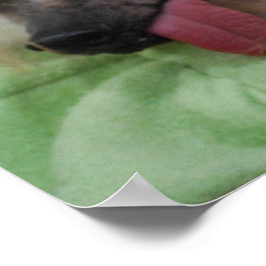 Poster de chien de chasse chinois sans cheveux (Coin)