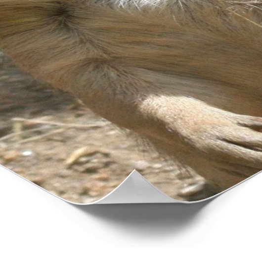 Poster de chien des Prairies (Coin)