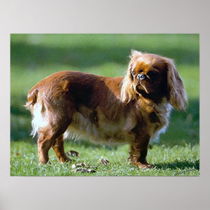 Poster de Chien Espagnol Jouet en Anglais Imprimer