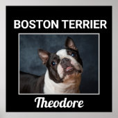 Poster de chien personnalisé Boston Terrier (Devant)