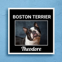 Poster de chien personnalisé Boston Terrier