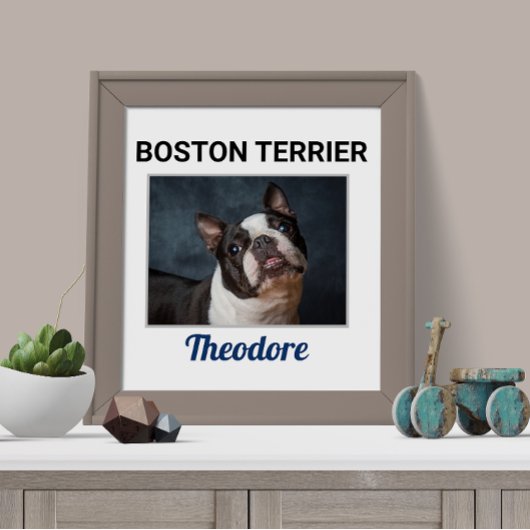 Poster de chien personnalisé Boston Terrier