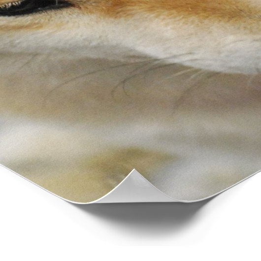 Poster de Chien Shiba Inu (Coin)