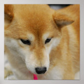 Poster de Chien Shiba Inu (Devant)