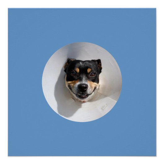 Poster de chien souriant drôle (Devant)