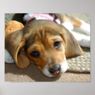 Poster de chiot Beagle mignon