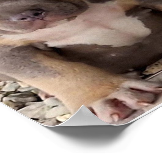 Poster de chiot de race brute (Coin)