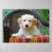 Poster de chiot Doodle Doré (Devant)