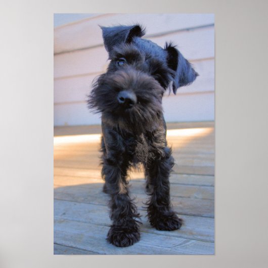 Poster de chiot Schnauzer Miniature (Devant)