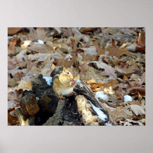 Poster de Chipmunk Cheeks Nature (Devant)