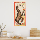 Poster De Cirque Montrant Un Lion De Mer Casquette (Cuisine)