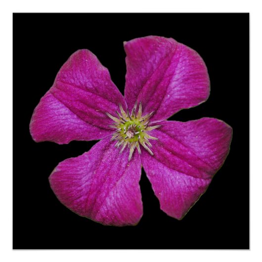 Poster de Clematis rose (Devant)